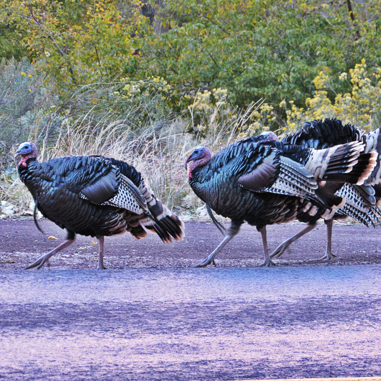 Zion Wild Turkey